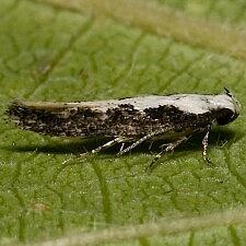 345180a